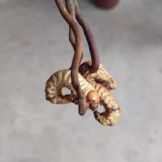 汾阳市 虫草