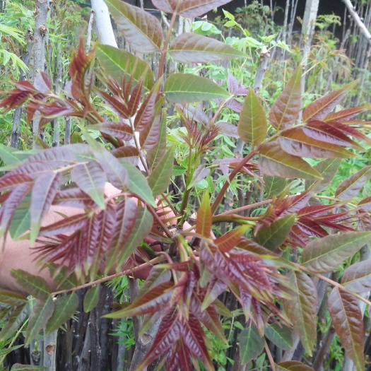 红油香椿