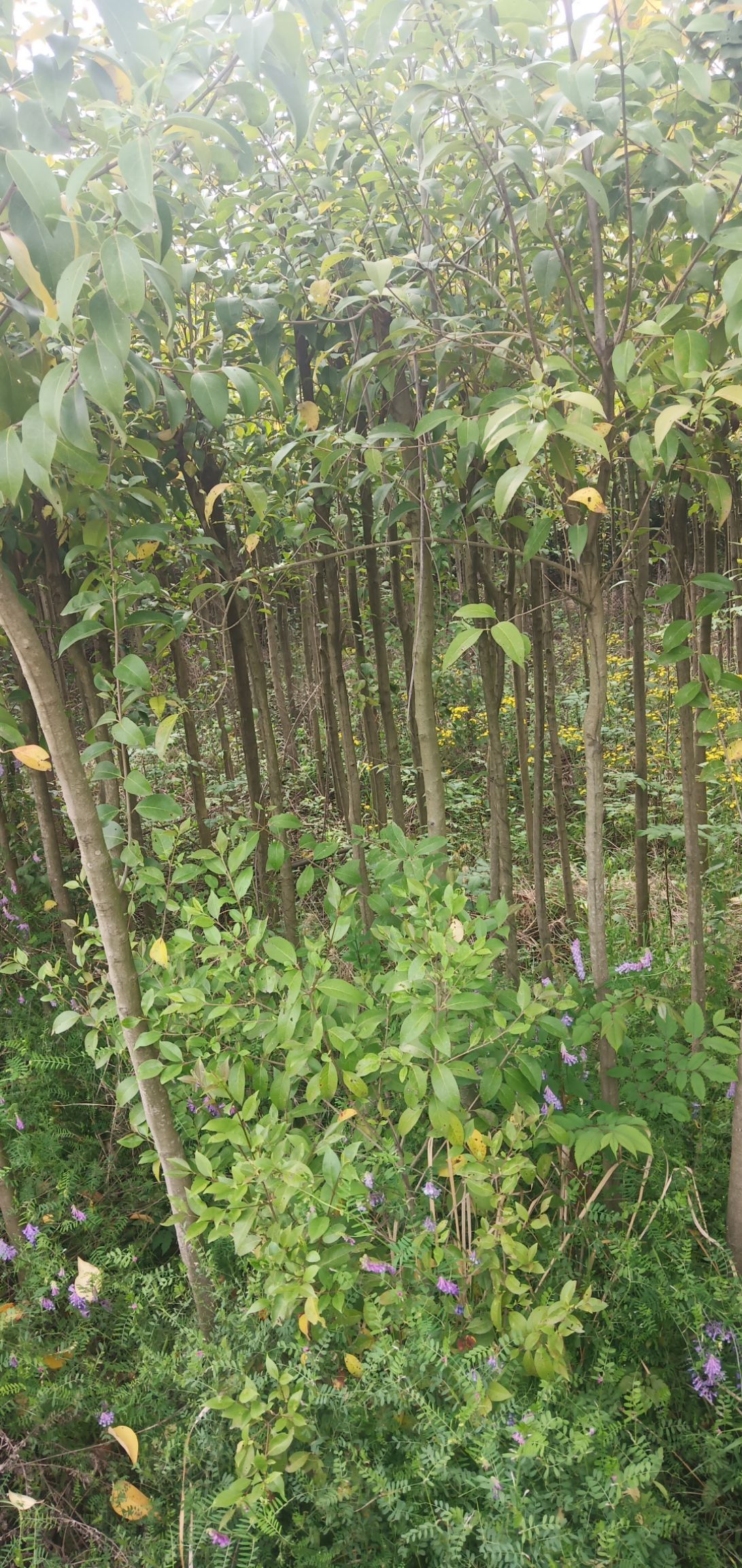  高杆女贞 大叶女贞 冬青树 占地赔偿专用价格低