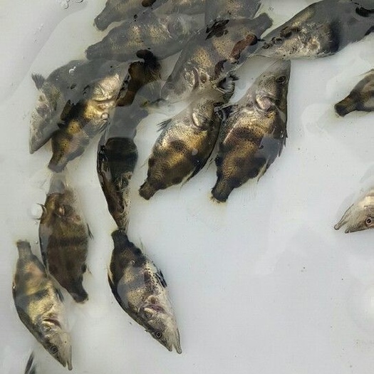 南宁桂鱼苗