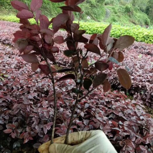 郴州黑珍珠红继木 精品红继木
