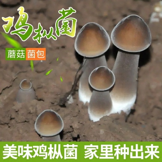 商河县 悦蘑菇娘黑皮鸡枞菌蘑菇菌包阳台趣味养殖蘑菇食用菌蘑菇种植菌包