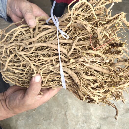 济南 黄芩根货好价格优