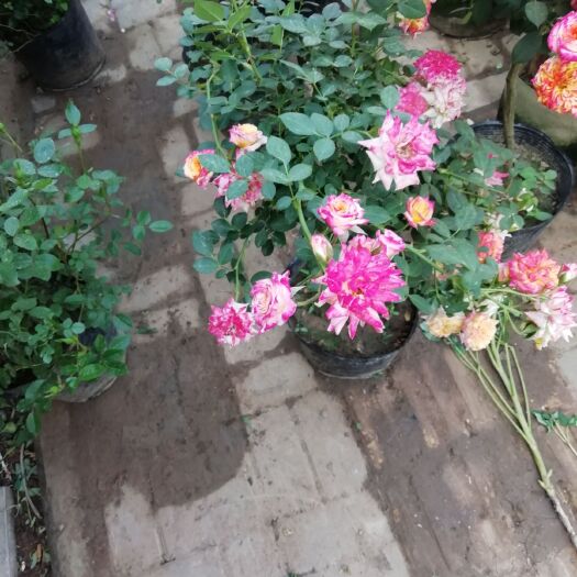 沭阳县达芬奇月季 庭院，阳台 办公室摆放等