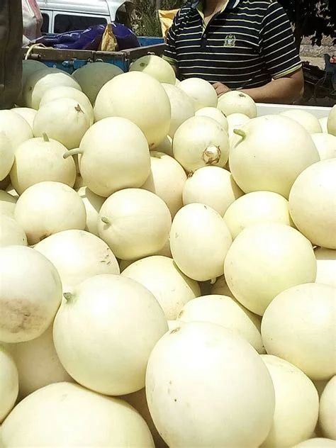 大荔县 陕西甜瓜产地价格批发