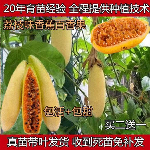 深圳 荔枝味香蕉百香果苗一个一斤巨无霸甜蜜蜜红肉百香果四季当年结果