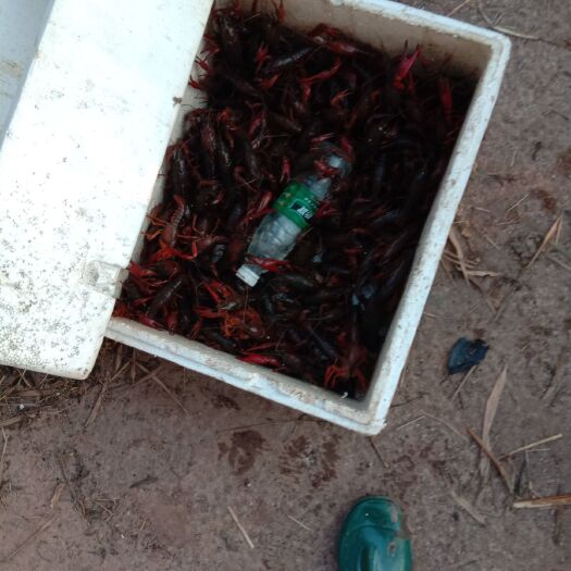 长宁县红壳小龙虾 456  789都有 有需要的联系  近距离可以包