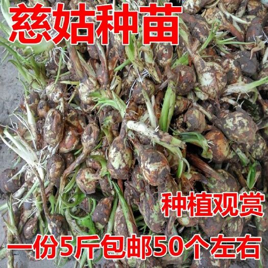 天门市宽叶慈姑 慈姑种子茨菰茨菇种苗