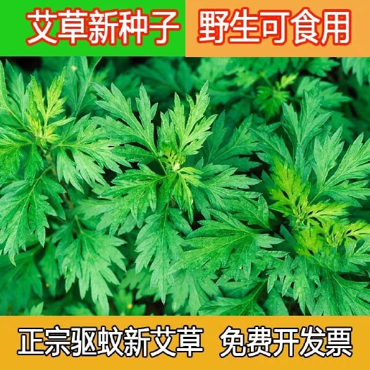 淮安 艾草种子草种子五月艾