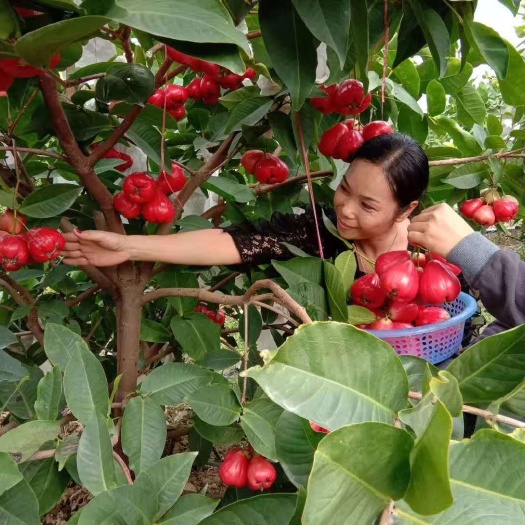 黑金刚莲雾 大叶红连雾树苗黑金刚连雾树苗连雾嫁接苗当年结果