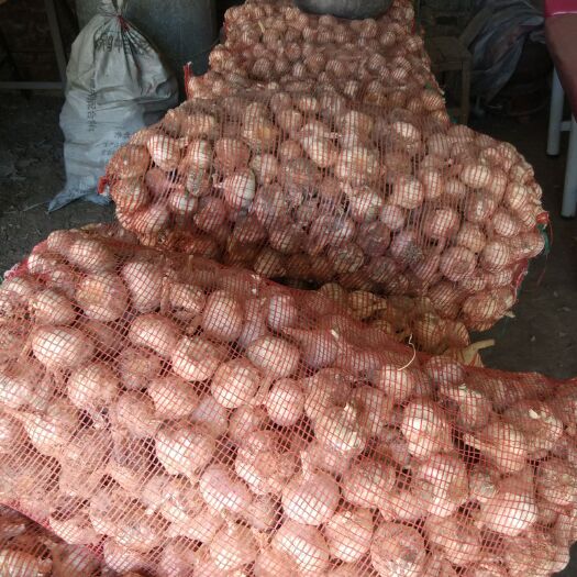 东明县鲁农大蒜 第蒜薹，新蒜马上下来。