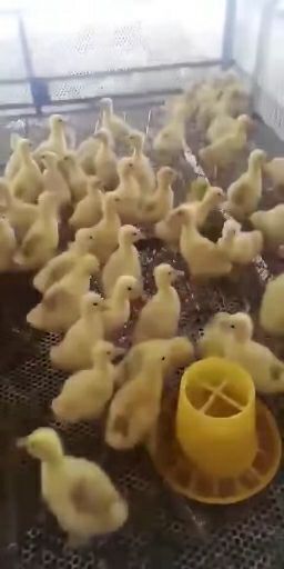 郓城县 四季鹅苗