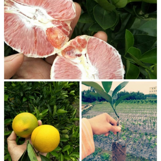 荔浦市 正宗红肉脐橙苗