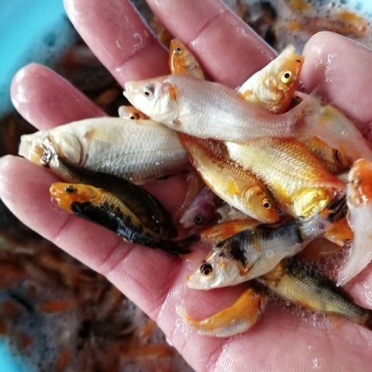 广州 日本锦鲤鱼苗批发价