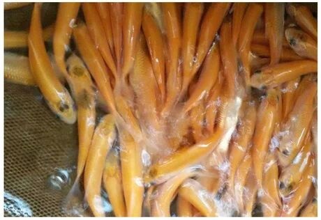 黄金鲩鱼苗