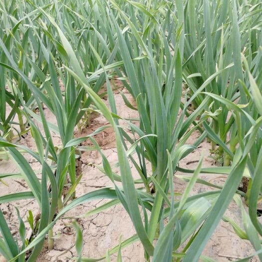 永登县 甘肃兰州永登红根蒜苗已经上市了
