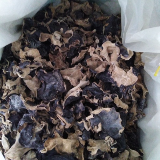 毛木耳   精选木耳