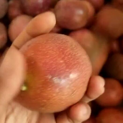 嘉兴 百香果