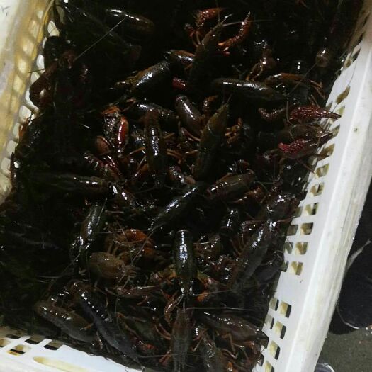 宣城红壳小龙虾 7-9钱 人工养殖