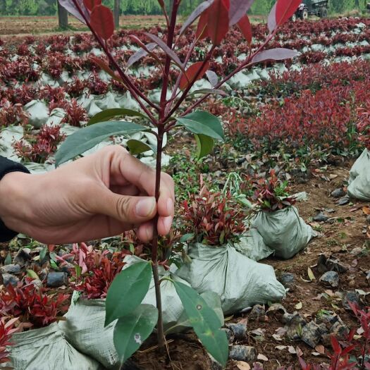  红叶石楠小杯苗香槟红 红罗宾 红叶石楠杯苗