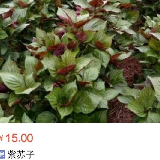 宝丰县中药材薄荷 黄花倒水莲与期它中药产品销售