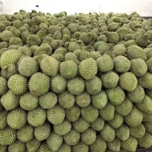 景洪市 金枕大肉榴莲大量批发
