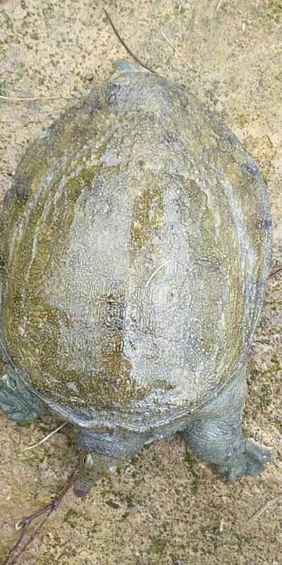 全州县外塘甲鱼 中华鳖