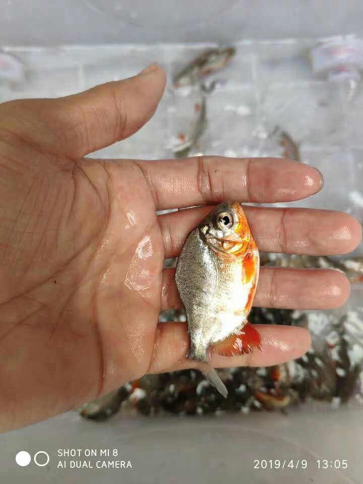 红鲳鱼苗  优品鲳鱼苗 白鲳小魚苗鲜活发货