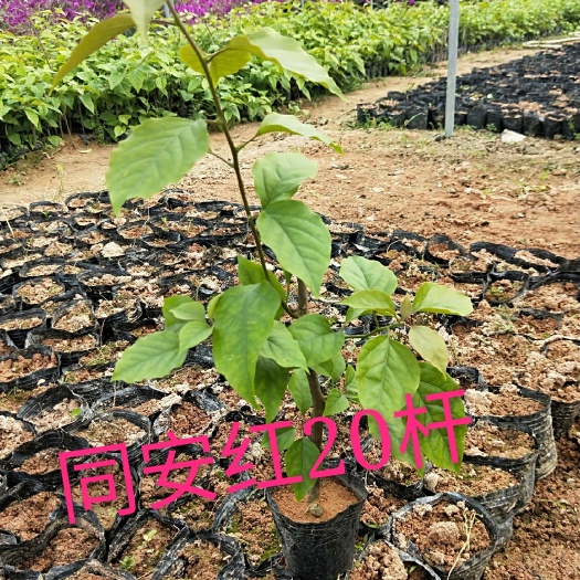 漳州同安红三角梅 自家基地现货供应没有中间商