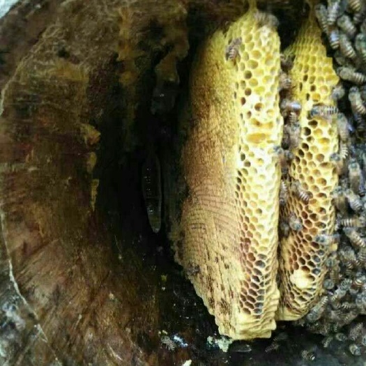 宁明县 天然蜂蜜