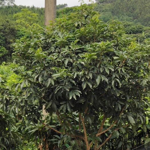 灵山县 自家苗木场专业种植荔枝苗 自家苗木场种植的荔枝苗，品种齐全