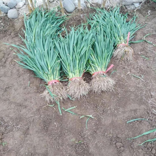 临洮县红蒜苗