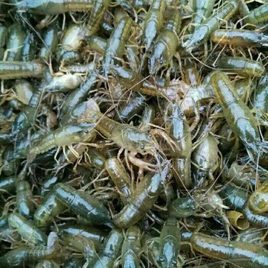 成都龙虾苗 欢迎订财龙虾种苗