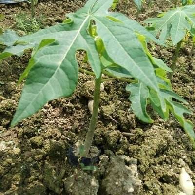 灵山县 番木瓜苗