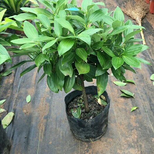 沭阳县 大型绿植平安树盆栽大客厅幸福树四季常青绿色植物花卉办公室