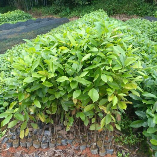 樟树苗