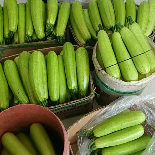 阳高县 精品西葫芦
