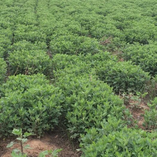 鹿邑县亳菊苗 九月菊，太阳菊根系发达成活率高，自家基地苗量大丛优