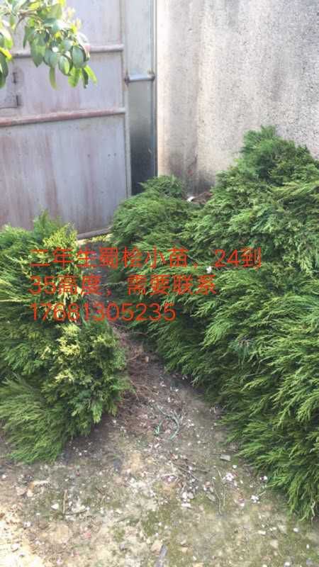  蜀桧苗 塔柏苗 柏树苗 园柏苗