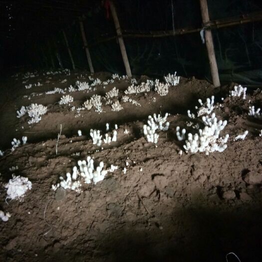 东明县鸡腿菇 人工种植 鲜货