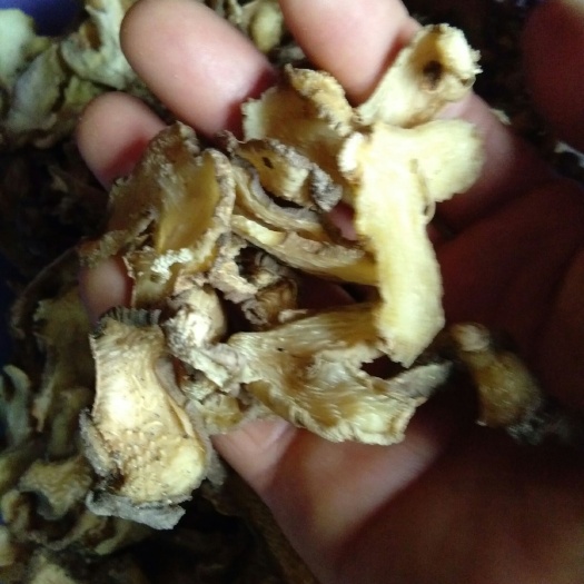 商南县鸡头黄精 片