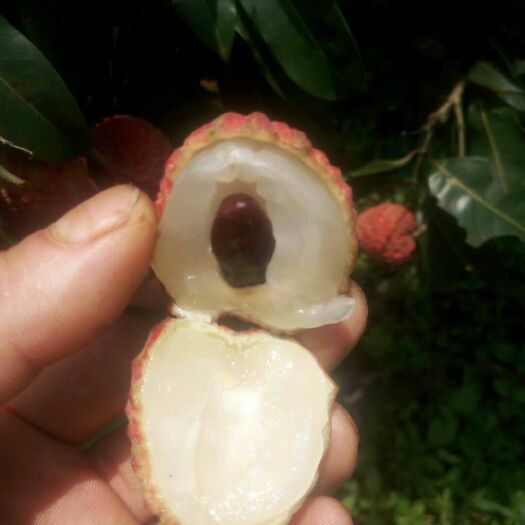 玉林 优质荔枝苗
