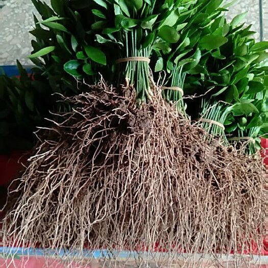 荔浦市香橙苗 香橙奶苗