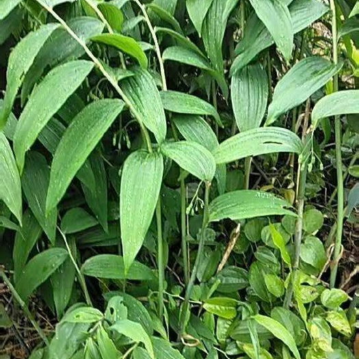 连山县鸡头黄精 块