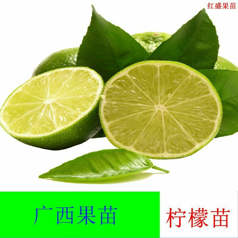  四季柠檬苗，四季都长果的