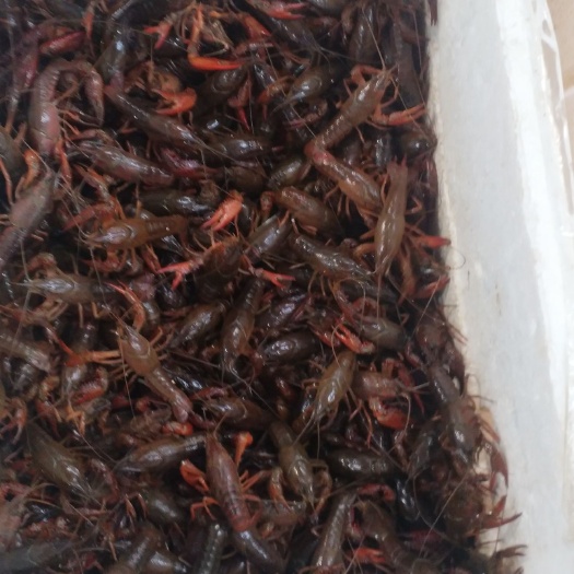 潜江市潜江小龙虾 456中红虾