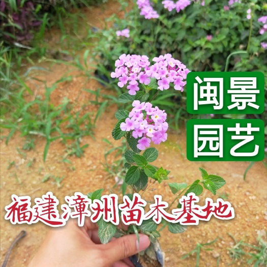 漳州马缨丹盆栽  马缨丹紫色黄色马缨丹 高20左右 福建漳州苗木基地