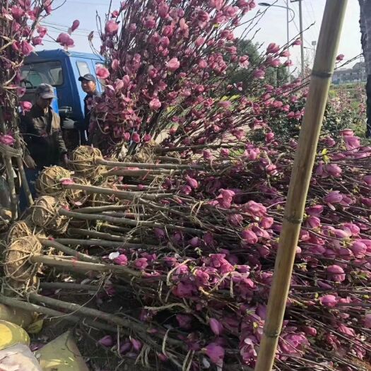 平邑县 红玉兰白玉兰黄玉兰紫玉兰娇红玉兰品种齐全
