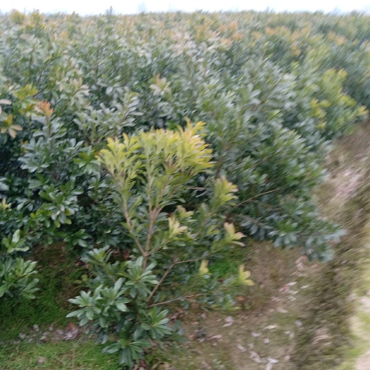 靖州县东魁杨梅树苗