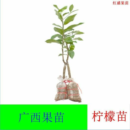 灵山县 四季柠檬苗，四季都长果的